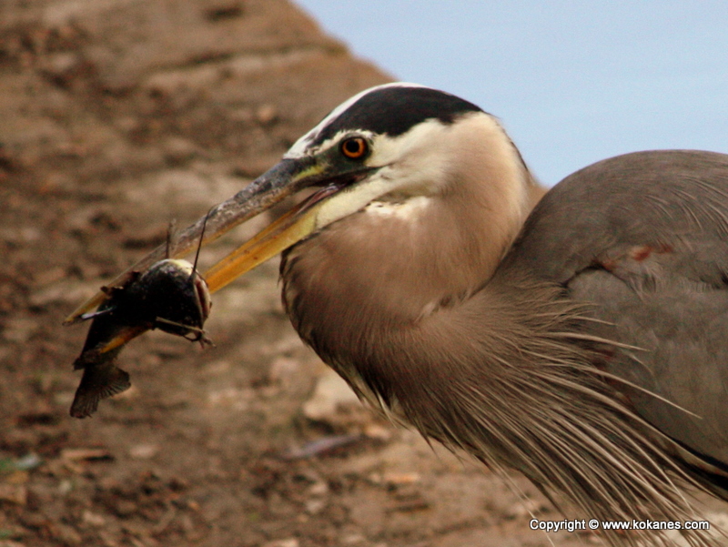 Great Blue Heron